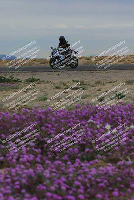 media/Jan-14-2023-SoCal Trackdays (Sat) [[497694156f]]/Turn 14 Exit Bloomig (145pm)/